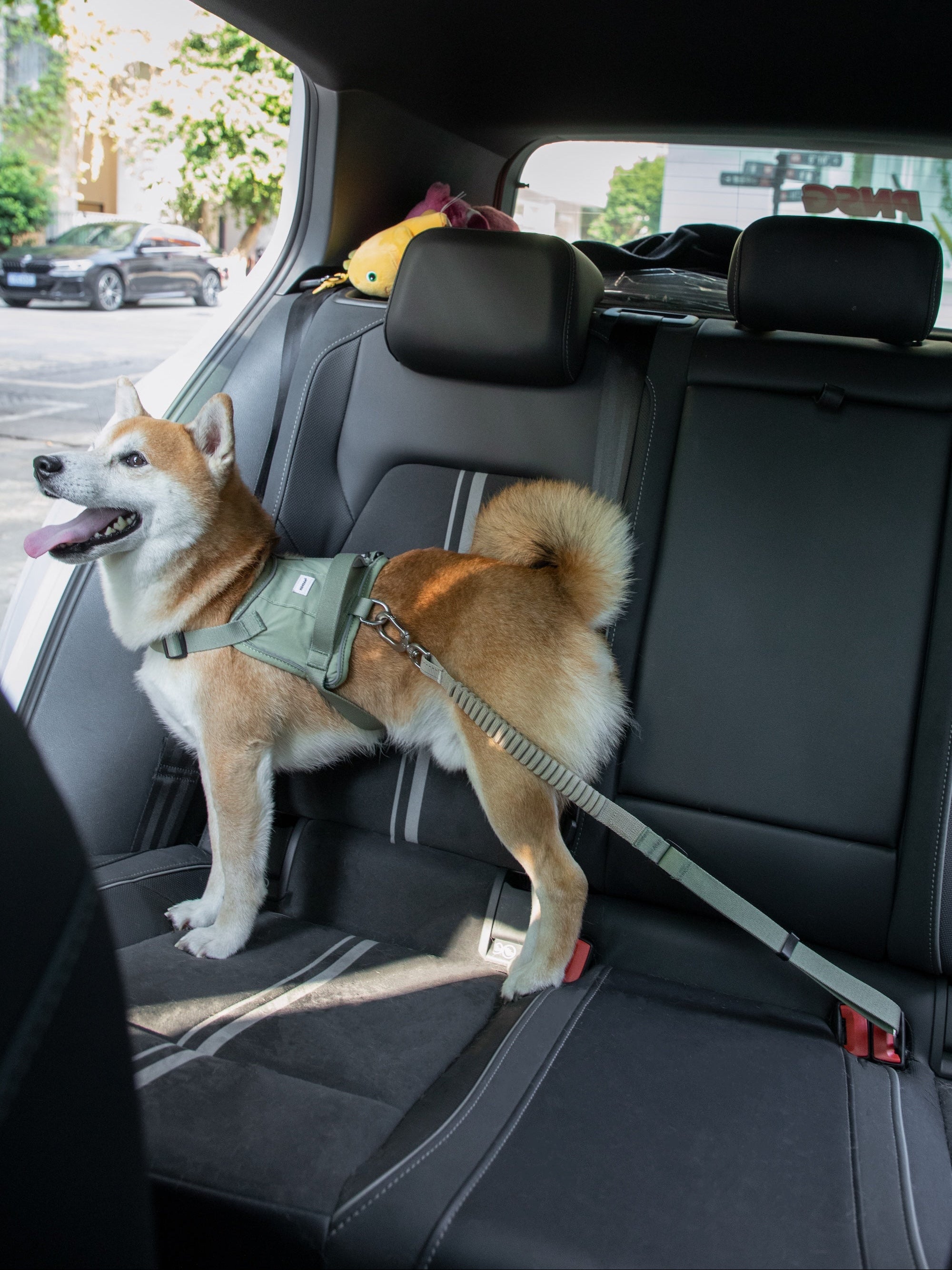 Dog standing on the back seat wearing a dog car seatbelt tether attached to a harness, showing in-car safety restraint during travel.
