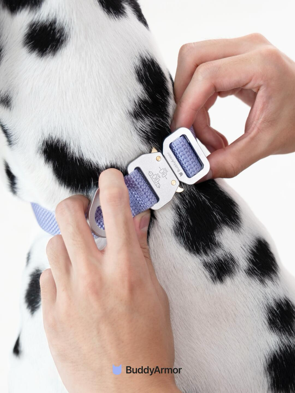 Dog collar being adjusted with a metal quick release buckle during fitting