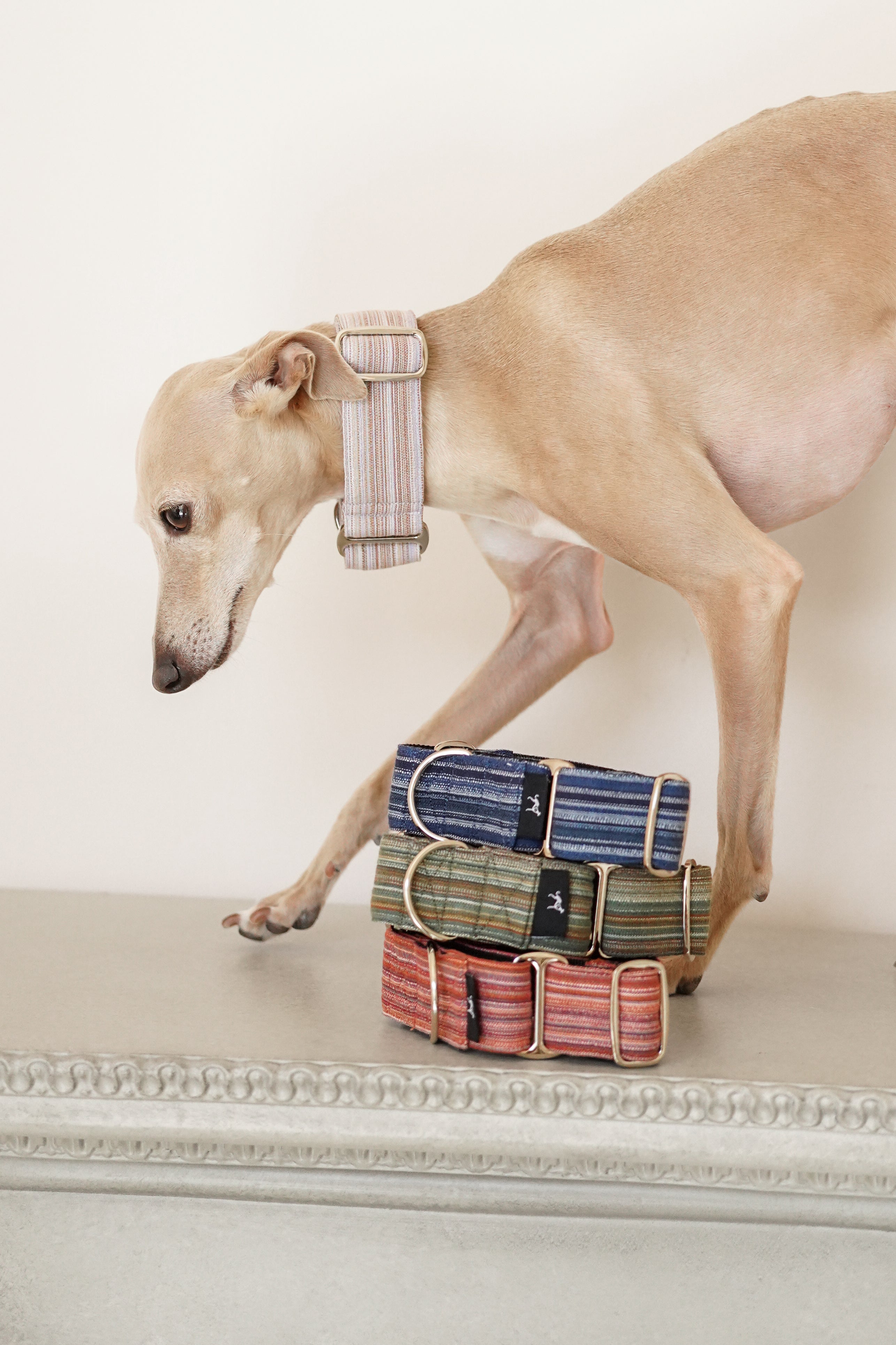  Sighthound standing beside a stacked set of striped martingale dog collars in multiple colorways; wide bands and metal rings show the boutique, sighthound-ready design.