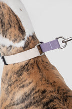 Close-up of a dog collar showing the metal D-ring connection where the leash attaches securely.