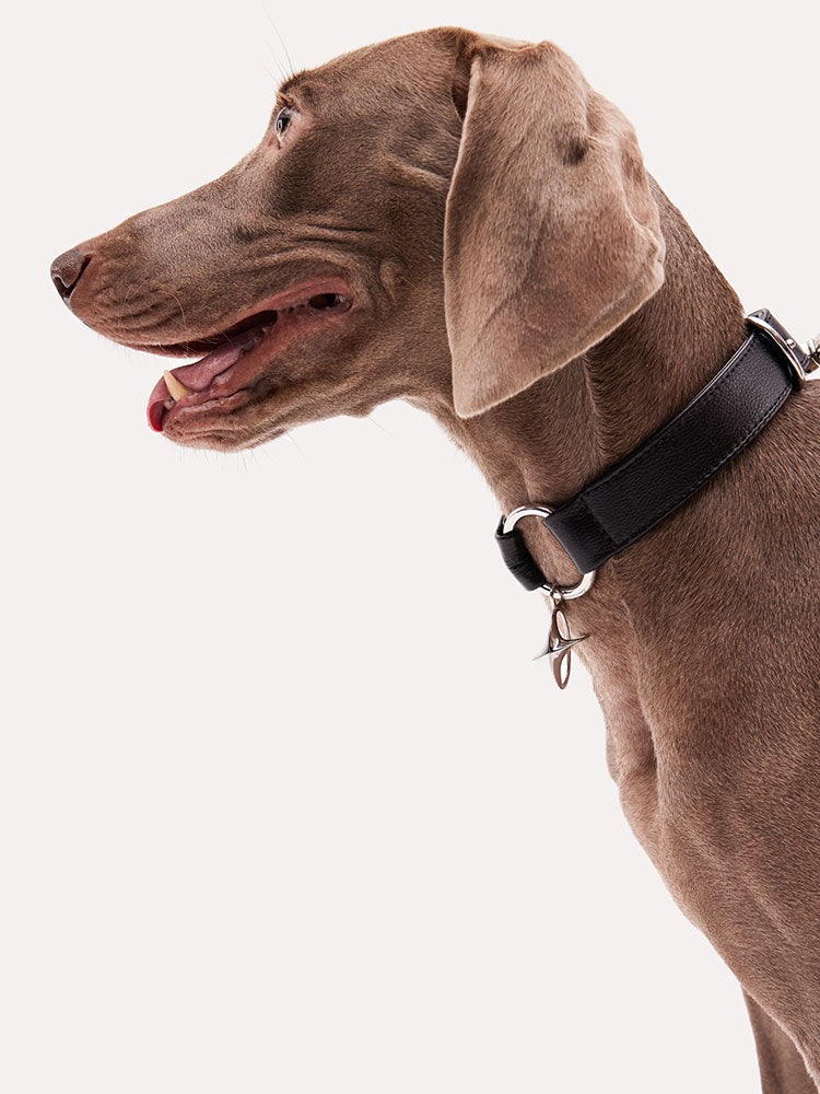 Black leather dog collar with adjustable buckle and metal ring, designed for medium to large dogs.
