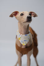 Small dog wearing a polka dot cotton bandana styled loosely around the neck