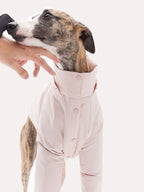 Dog wearing a down jacket without the hood, showing the high neck fit during wear
