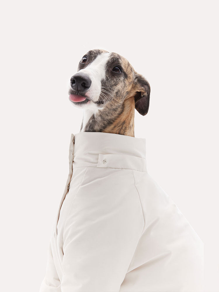 Dog wearing a down jacket without the hood, shown in a clean standing view