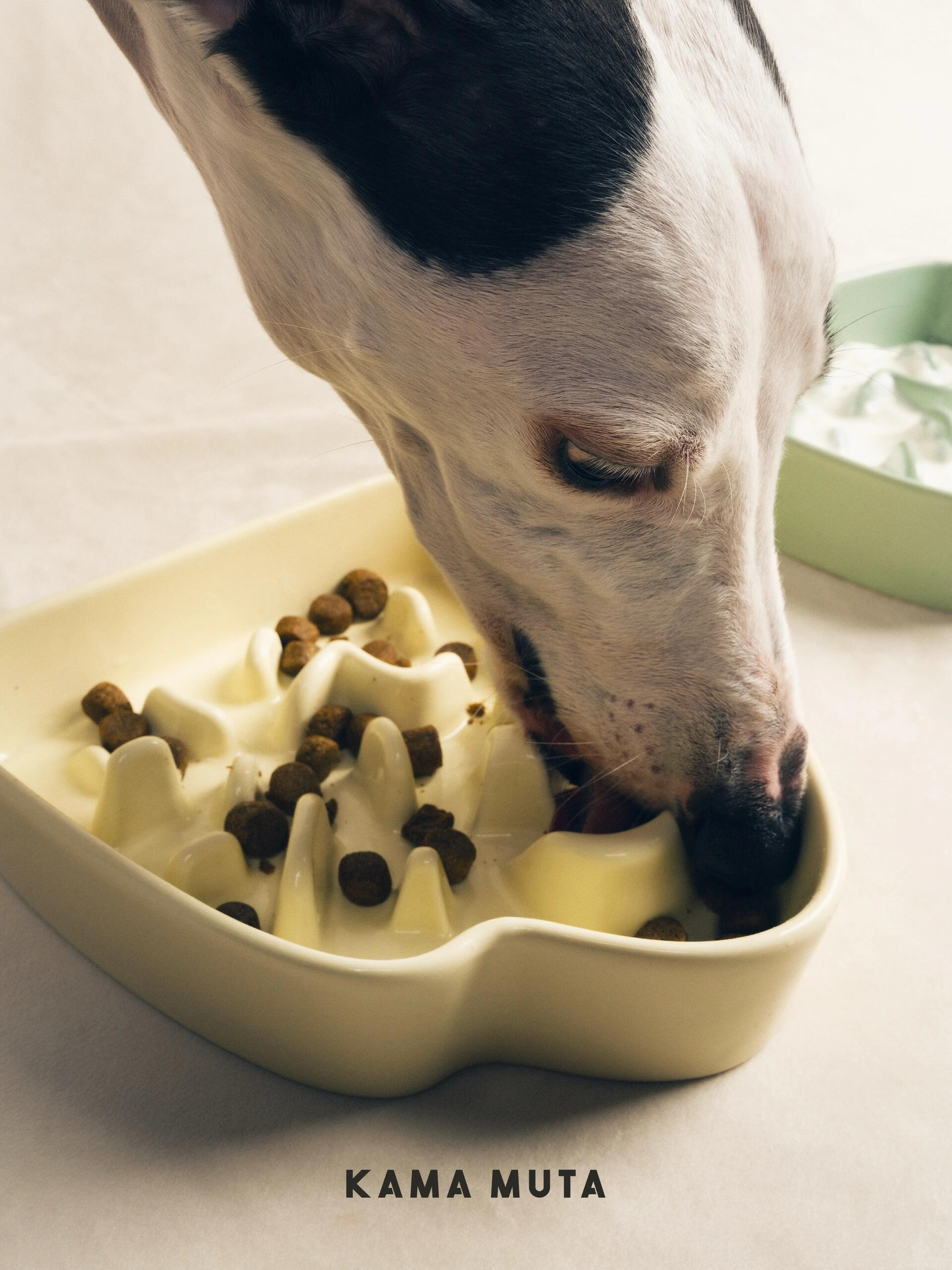 Black and white dog eating kibble from a cream-colored slow feeder bowl (prevents fast eating)