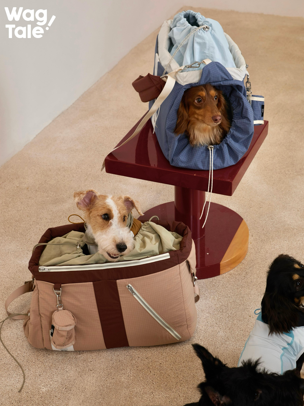 A small terrier sitting inside a beige soft dog carrier with its head visible above the opening.