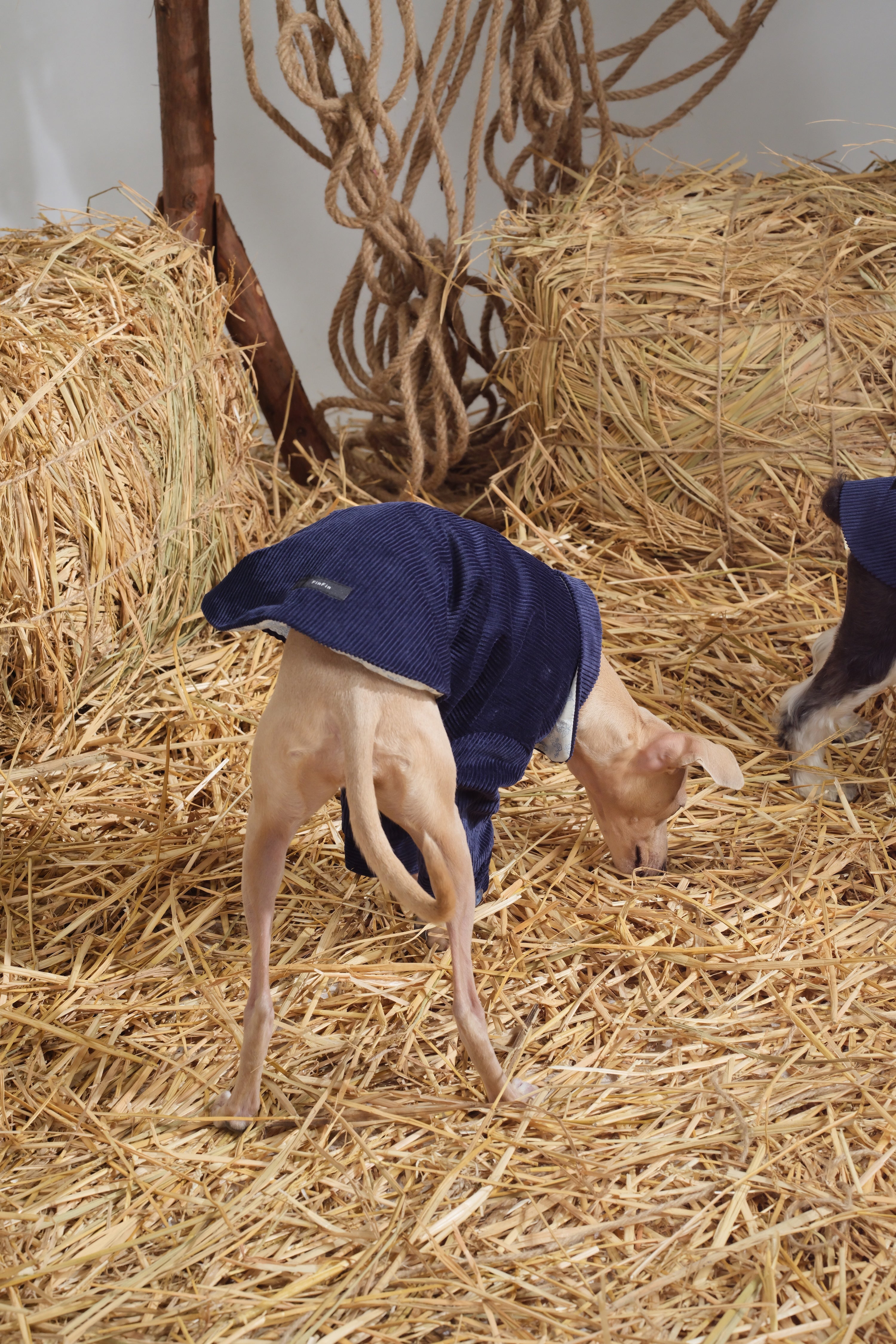 Dog bending down in a navy corduroy jacket, showing the relaxed back length and loose pajama-inspired silhouette during movement.