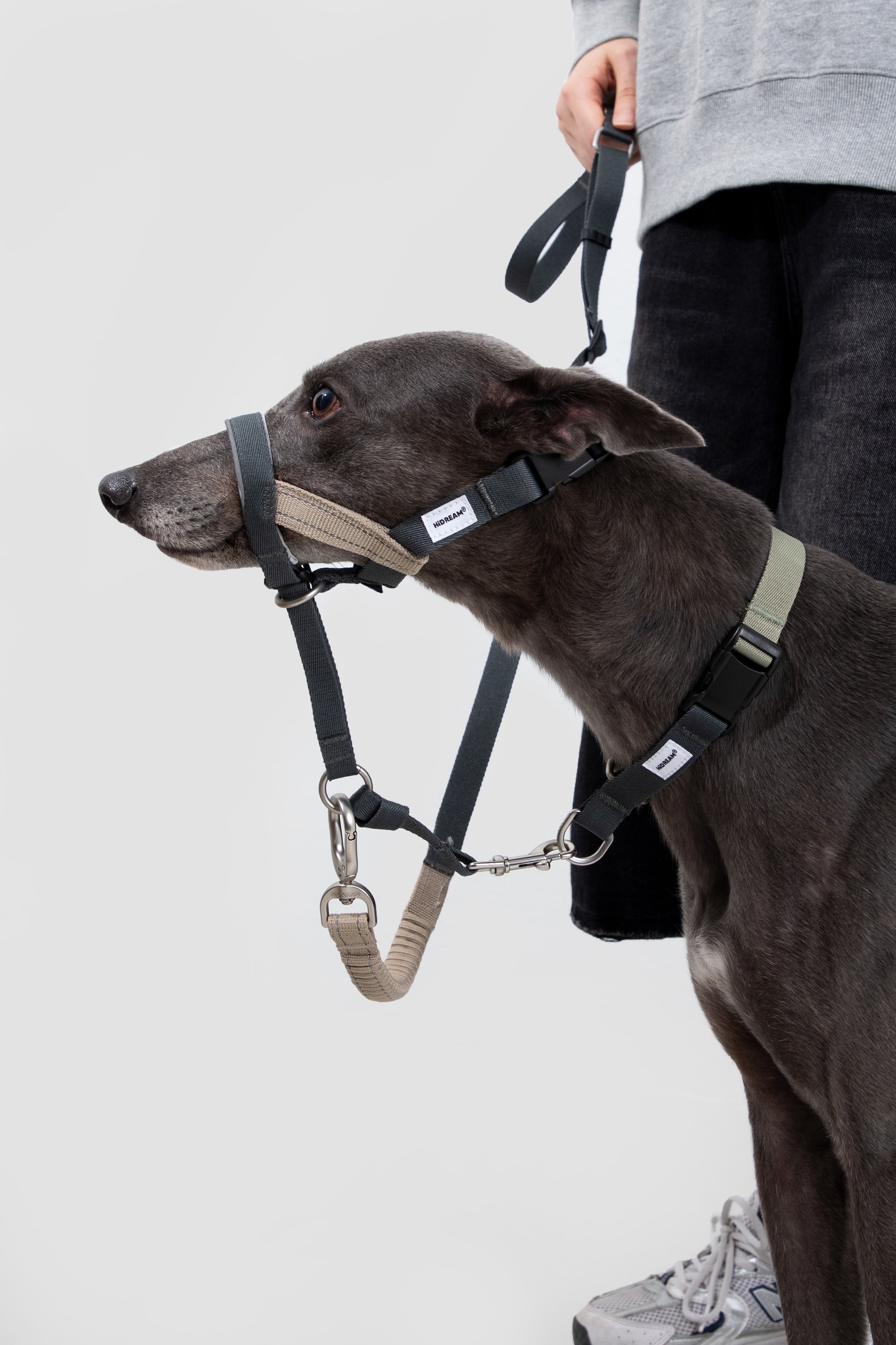 Side view of a dog wearing an anti-pull dog nose collar while walking on leash, showing controlled forward movement.