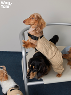 Dachshund wearing a khaki dog overall, showing adjustable fit details, lightweight structure, and a practical four-leg jumpsuit design for warm weather.