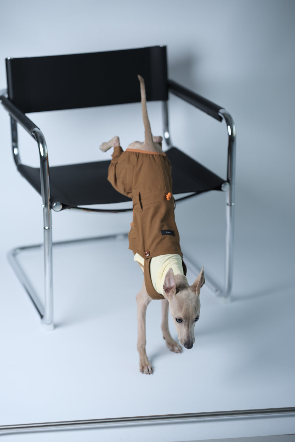 Rear angle of a dog stepping off a chair while wearing a structured dog overall designed for daily movement.