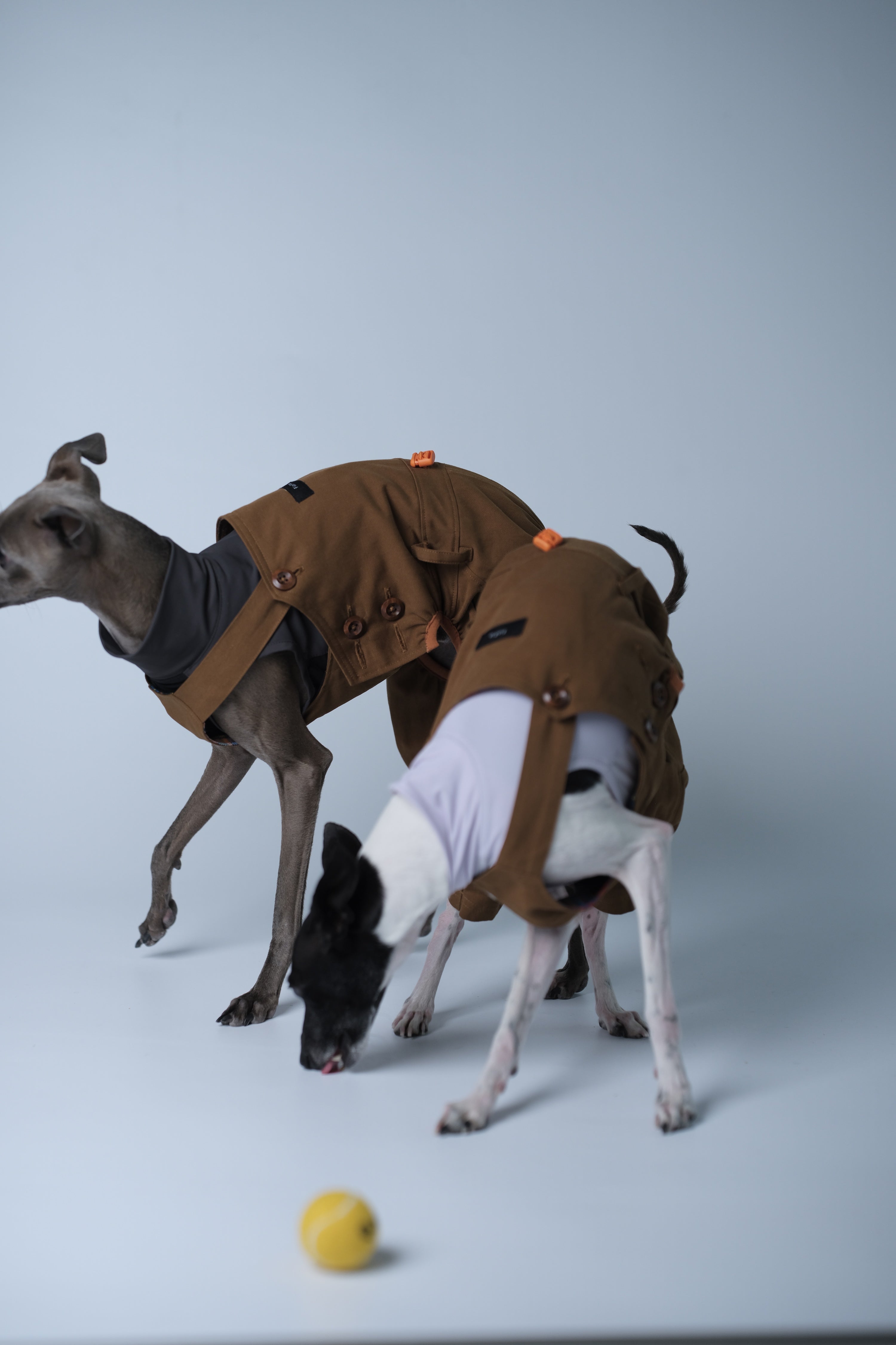 Two dogs wearing matching dog overalls while playing together, highlighting comfort during interaction.
