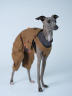 Italian Greyhound wearing a brown utility-style dog overall, standing calmly in a studio setting with a layered inner shirt visible