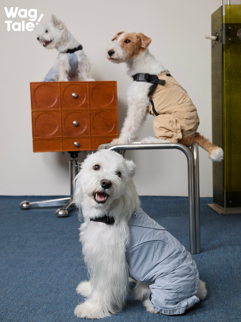 Three dogs of different sizes wearing dog overalls indoors, showing adaptable four-leg design and lightweight construction for various body shapes.