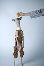 Dog standing upright reaching for a ball, wearing a brown dog overall layered over a soft inner base layer.