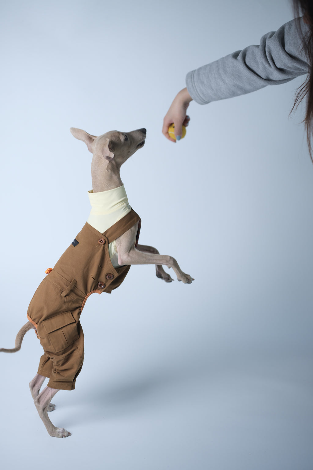 Back view of a dog in a brown dog overall with rear-leg coverage, highlighting the overall structure and tail opening