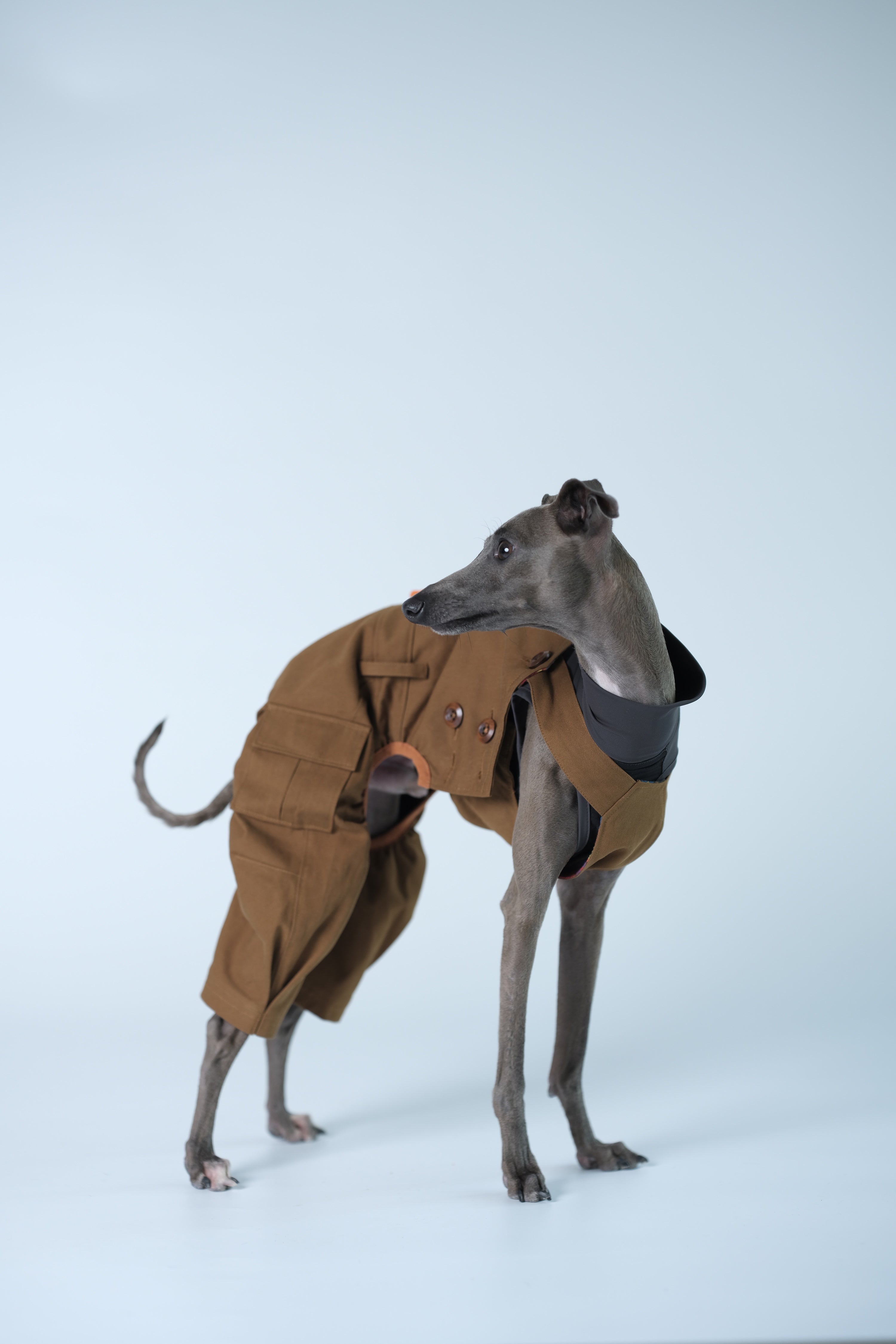 Side profile of a dog in a minimalist dog overall, showing clean tailoring and a balanced, non-restrictive silhouette.