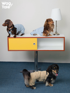 Multiple dogs styled indoors wearing lightweight dog overalls, demonstrating versatile jumpsuit design, four-leg coverage, and casual everyday styling.