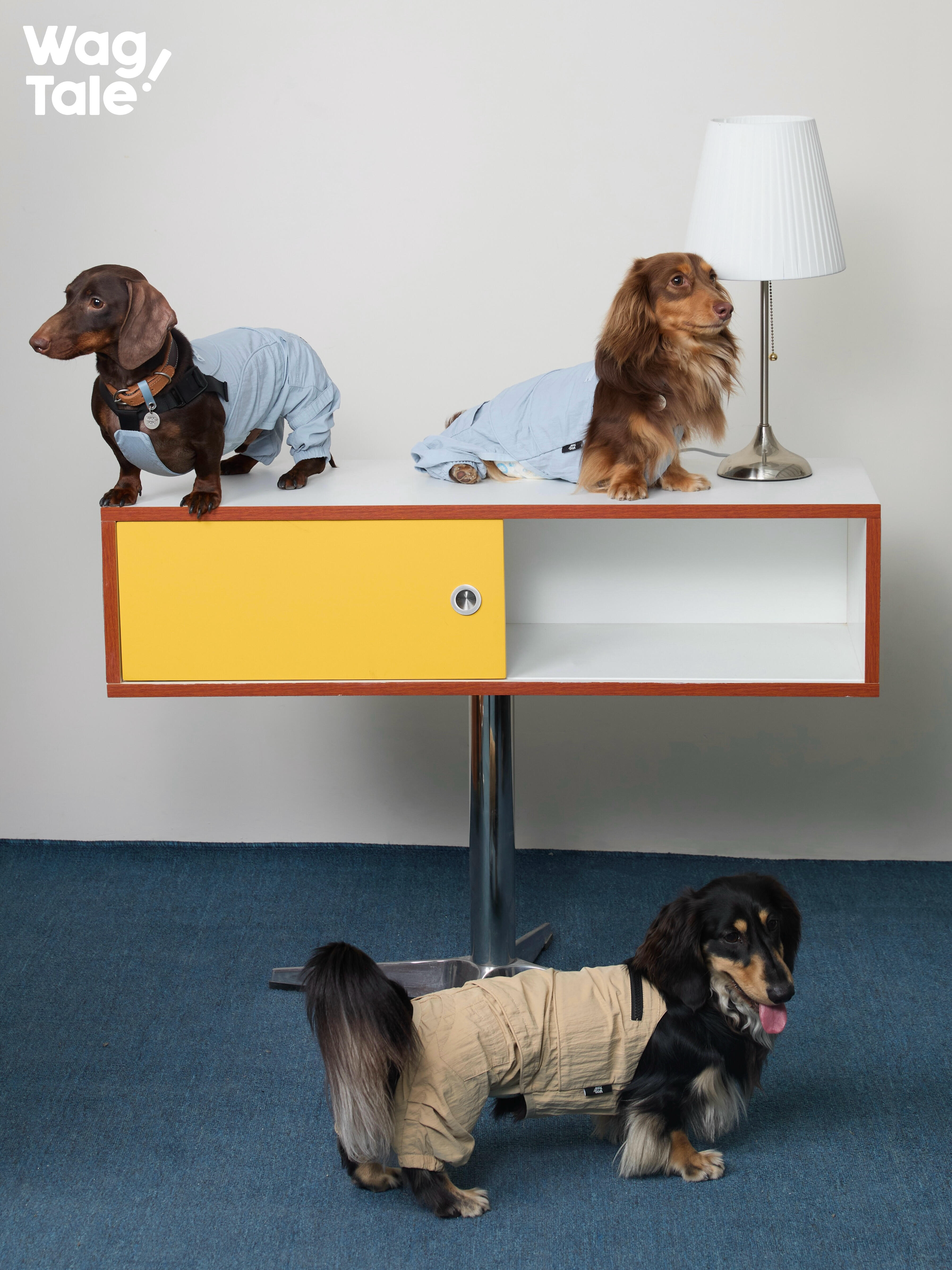 Multiple dogs styled indoors wearing lightweight dog overalls, demonstrating versatile jumpsuit design, four-leg coverage, and casual everyday styling.