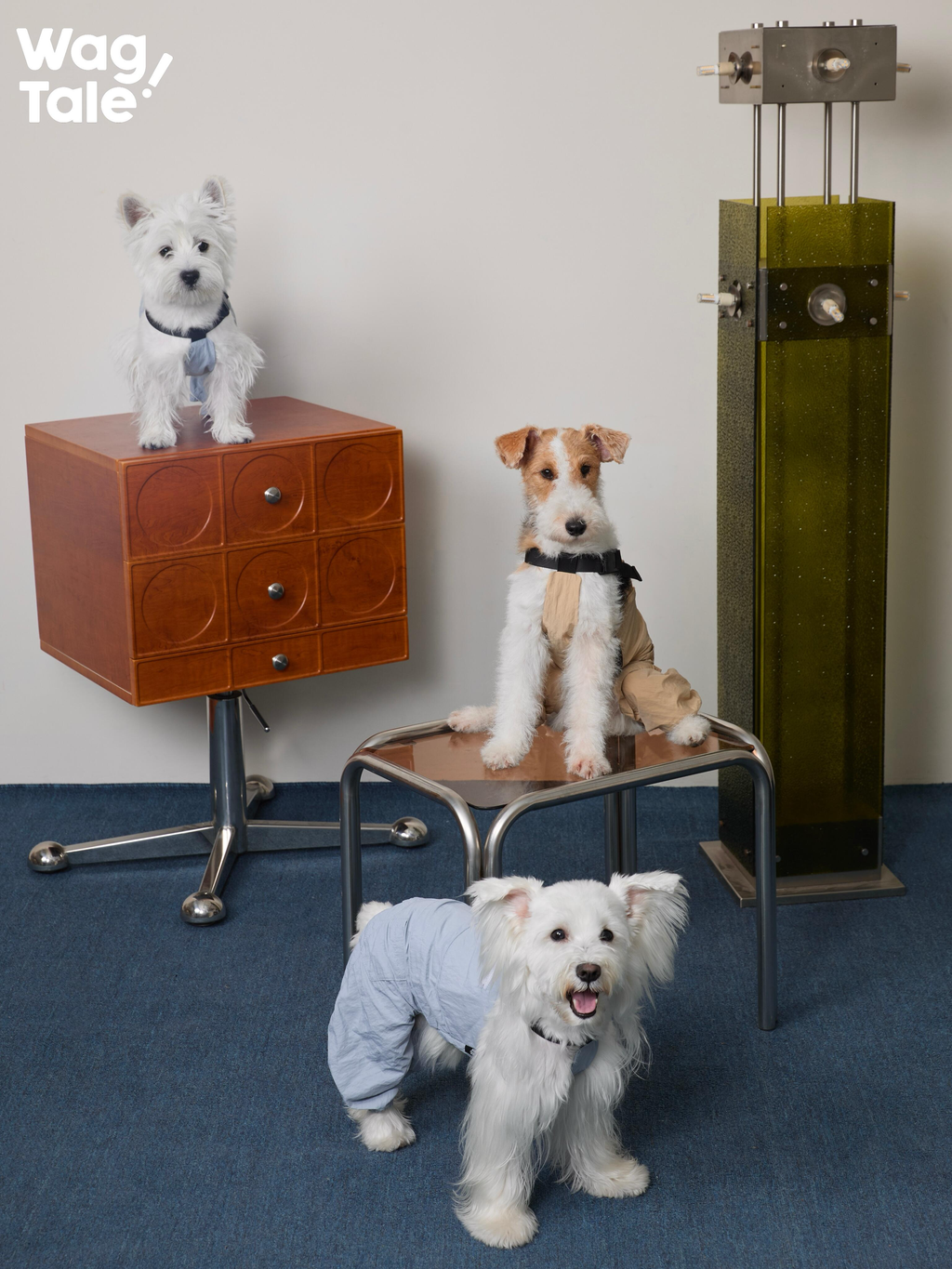 Multiple dogs styled indoors wearing lightweight dog overalls, demonstrating versatile jumpsuit design, four-leg coverage, and casual everyday styling.