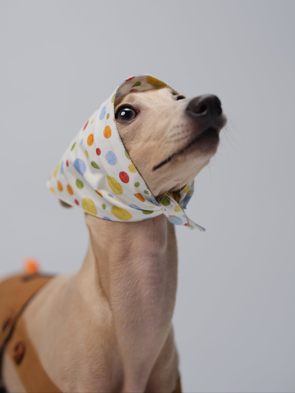 Italian Greyhound wearing a lightweight polka dot cotton dog bandana tied around the head