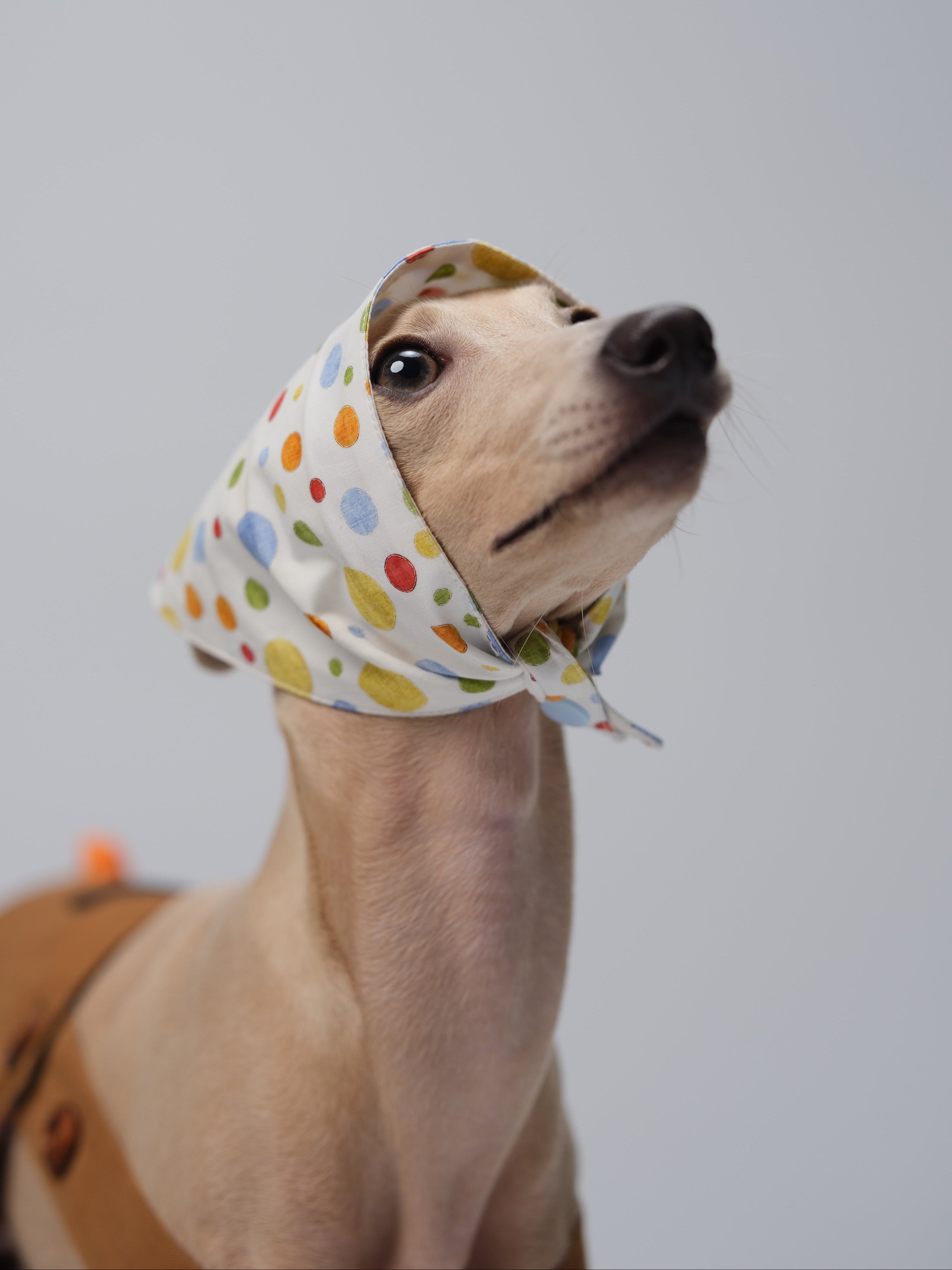 Italian Greyhound wearing a lightweight polka dot cotton dog bandana tied around the head