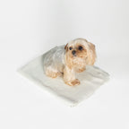 Dog sitting on a folded towel to show thickness, softness, and everyday drying use