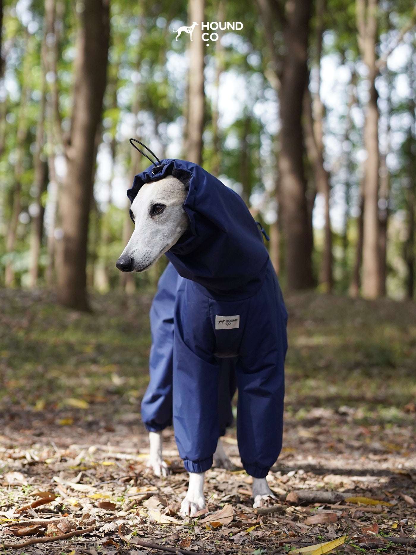 Dog standing in a hooded full-body snowsuit, highlighting head coverage and streamlined fit in a forest environment.