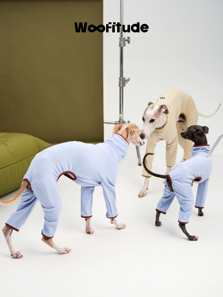Back view of dogs walking in full-body dog suits, showing rear leg openings and movement-friendly fit