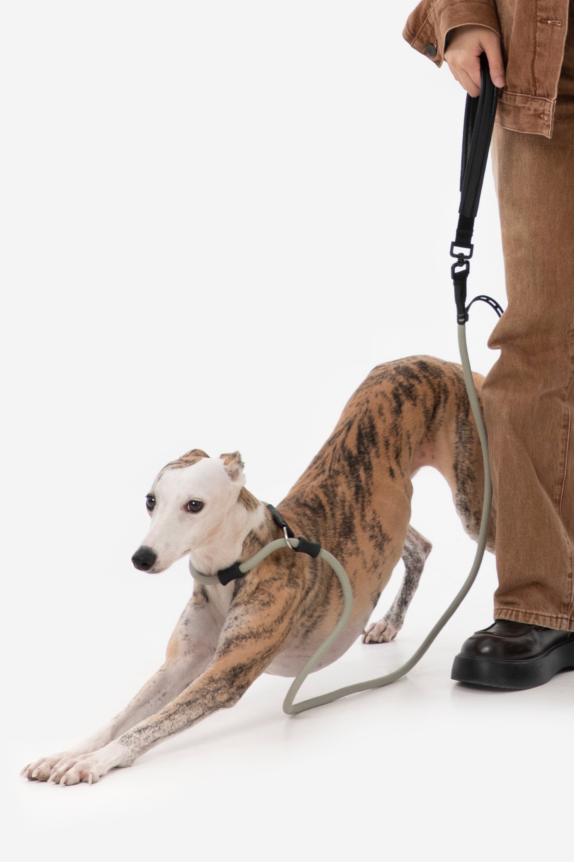 Dog stretching forward while attached to a dog training leash, with the handler holding the padded leather handle for controlled walking.