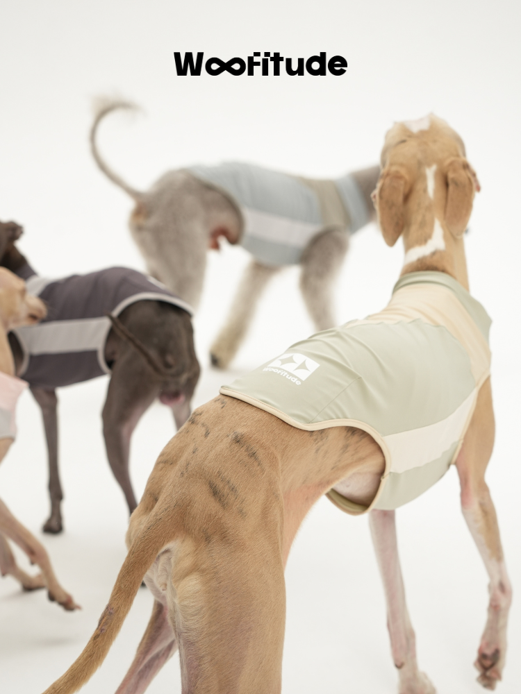 A slim dog is shown from the back wearing a light green dog vest, with other dogs blurred behind, emphasizing rear coverage and the panel layout across the back
