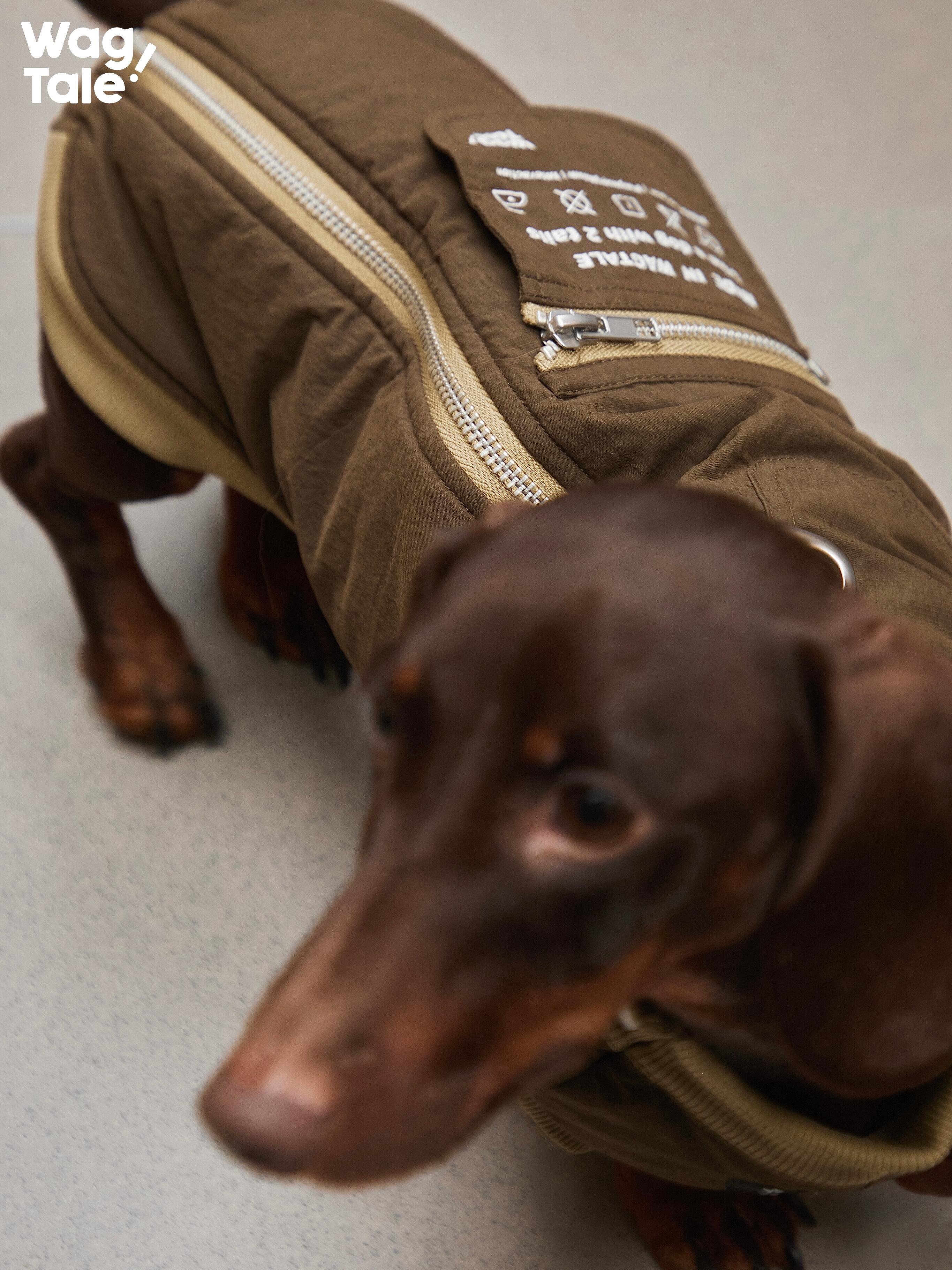 Close-up detail of a padded dog vest showing durable back zipper, textured outer fabric, and insulated winter construction.