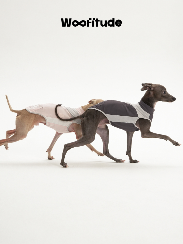 A slim dog running while wearing a dog vest, demonstrating flexibility and unrestricted movement