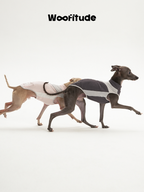 A slim dog running while wearing a dog vest, demonstrating flexibility and unrestricted movement