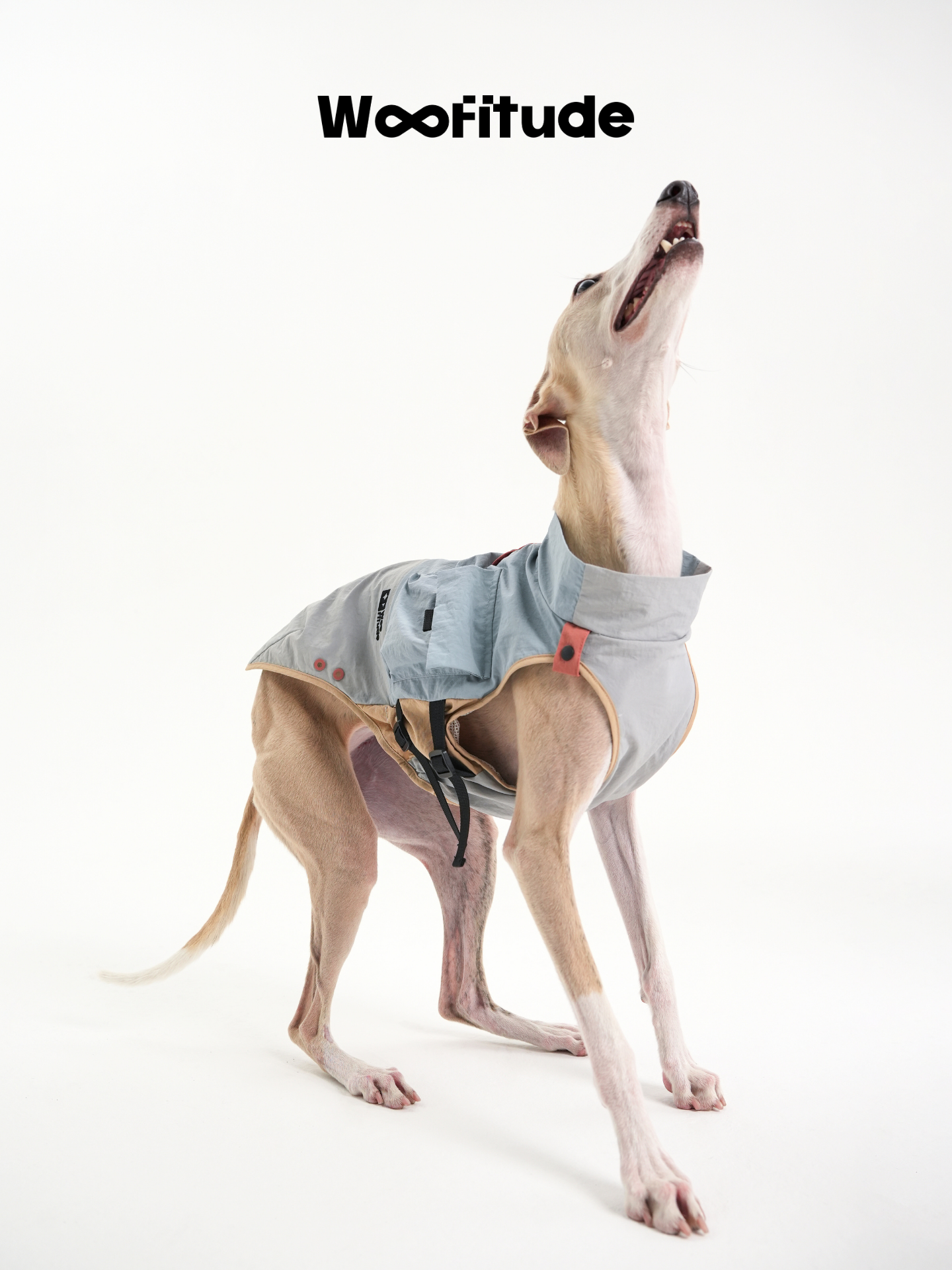 A slim dog lifts its head while wearing a dog vest, highlighting the neckline shape, chest fit, and unrestricted range of motion