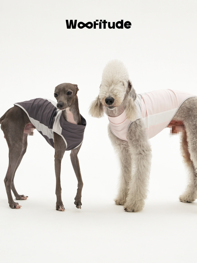 Two dogs stand side by side on a white background wearing dog vests, showing a grey vest on a slim dog and a light pink vest on a poodle with clean panel lines