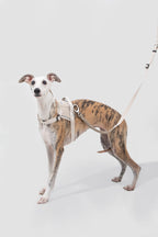 Studio photo of a dog wearing a light-colored harness with an adjustable dog leash attached, showing how the leash connects at the harness ring for walking.