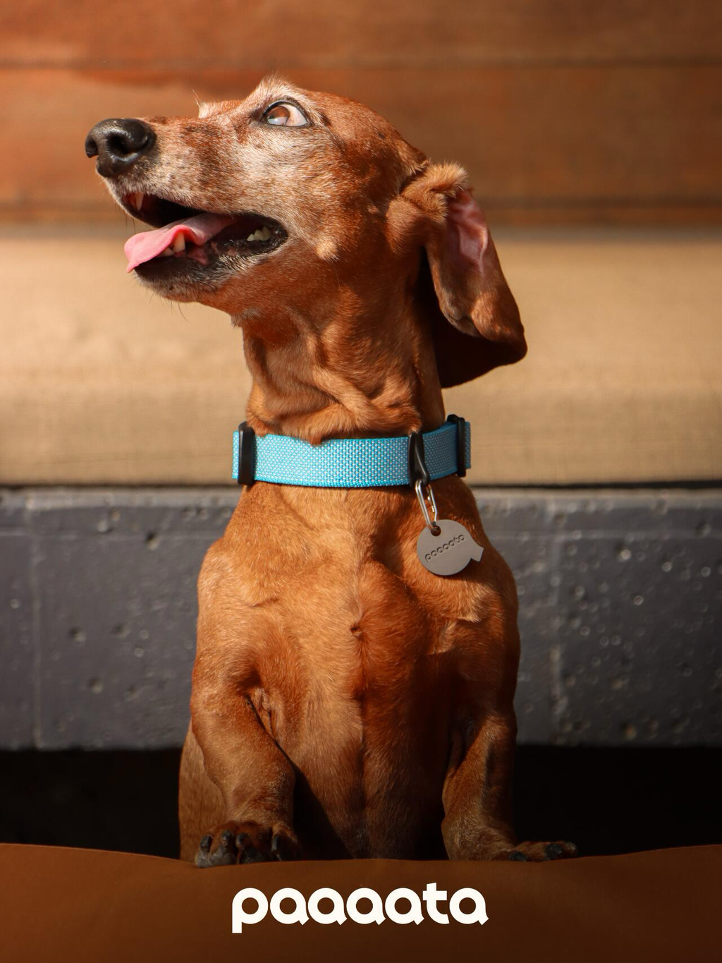 Dog wearing a lightweight blue Plastic dog collar and an anodized aluminum ID tag ring, offering a comfortable and secure everyday fit.
