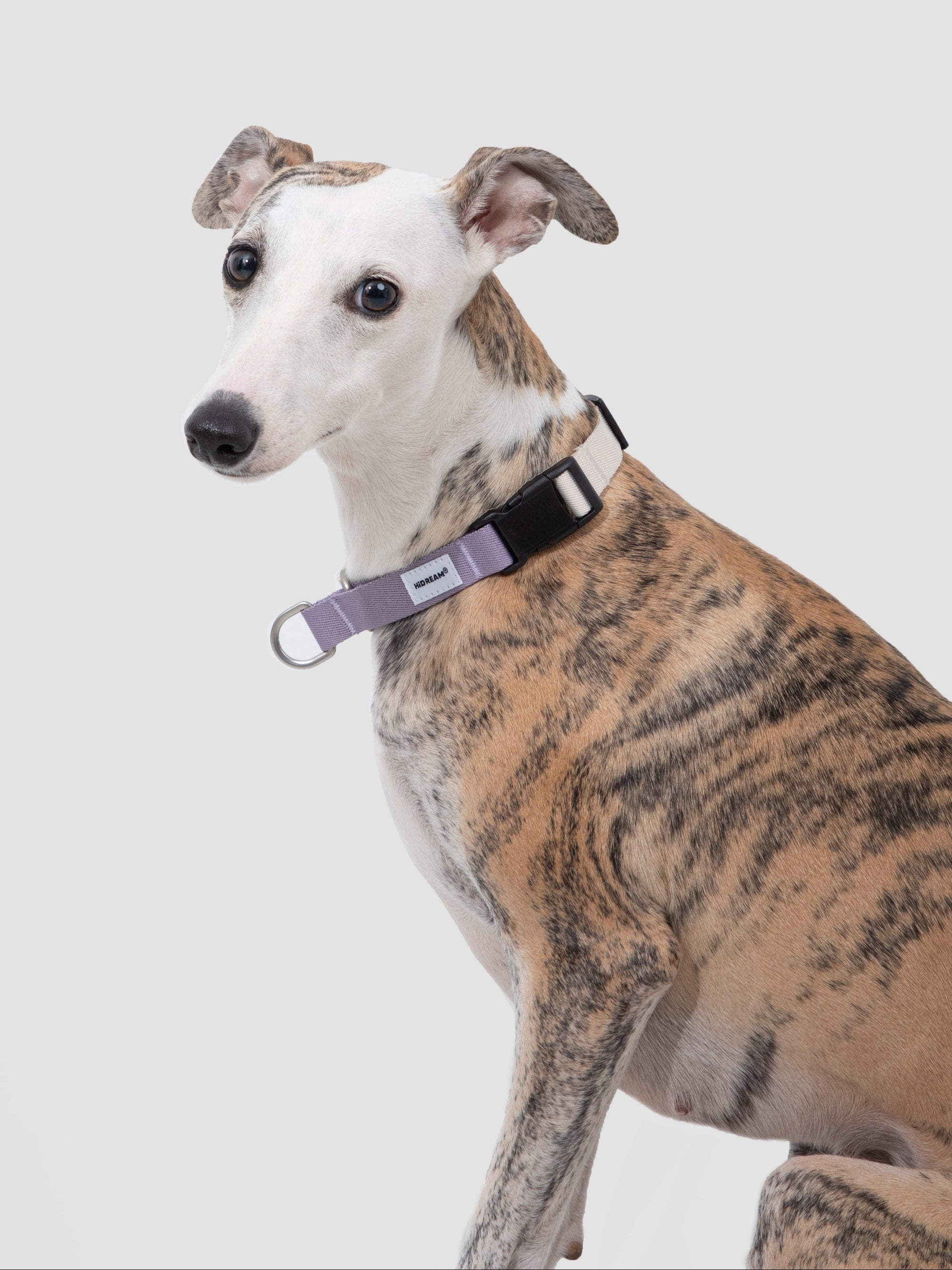 A dog wearing a martingale dog collar, showing a comfortable fit around the neck with a limited-slip training design.