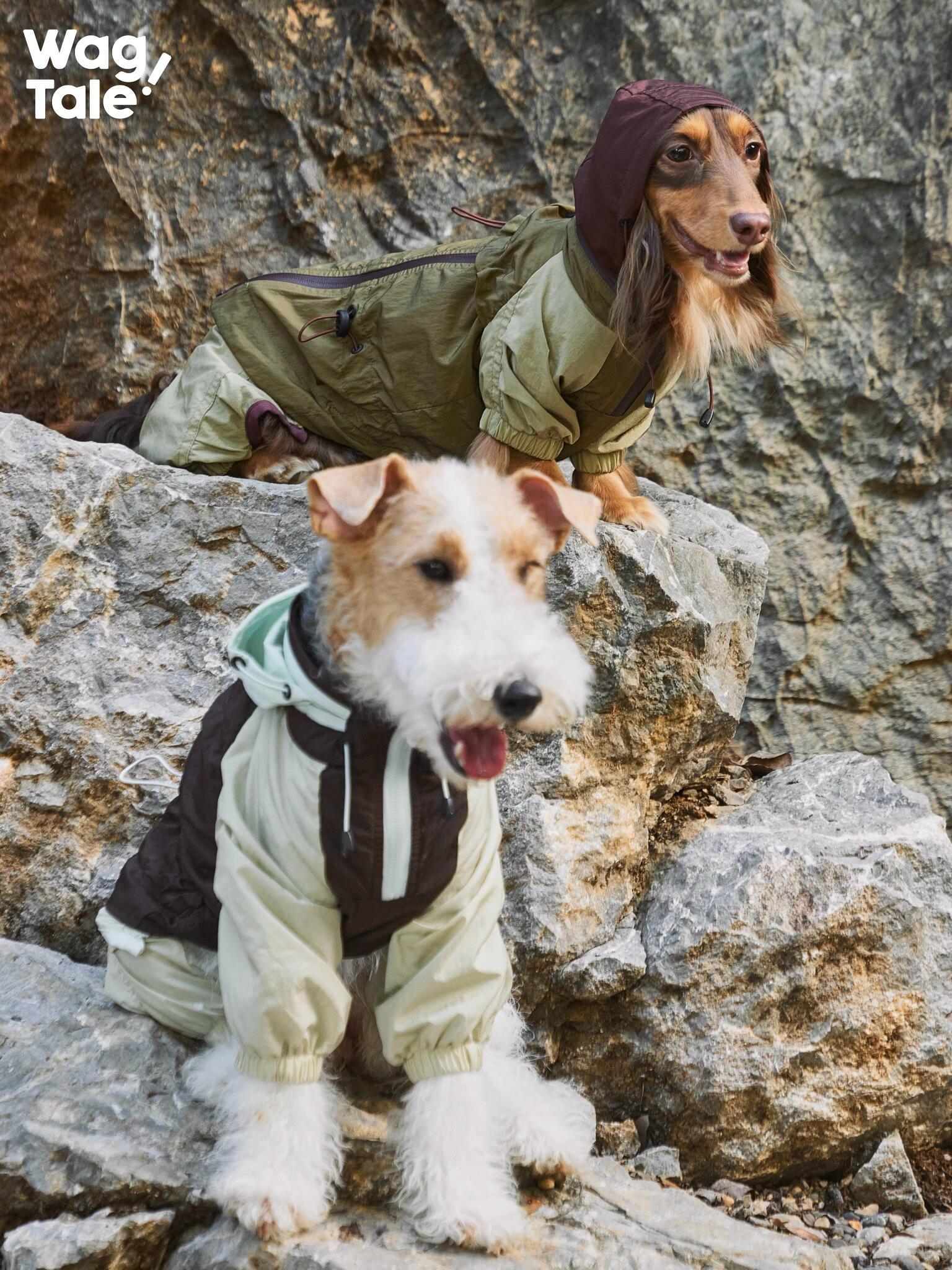 A terrier in the foreground wearing a color-block dog windbreaker with a four-leg fit and hood, while a dachshund in a green outdoor dog jacket rests on rocks behind.