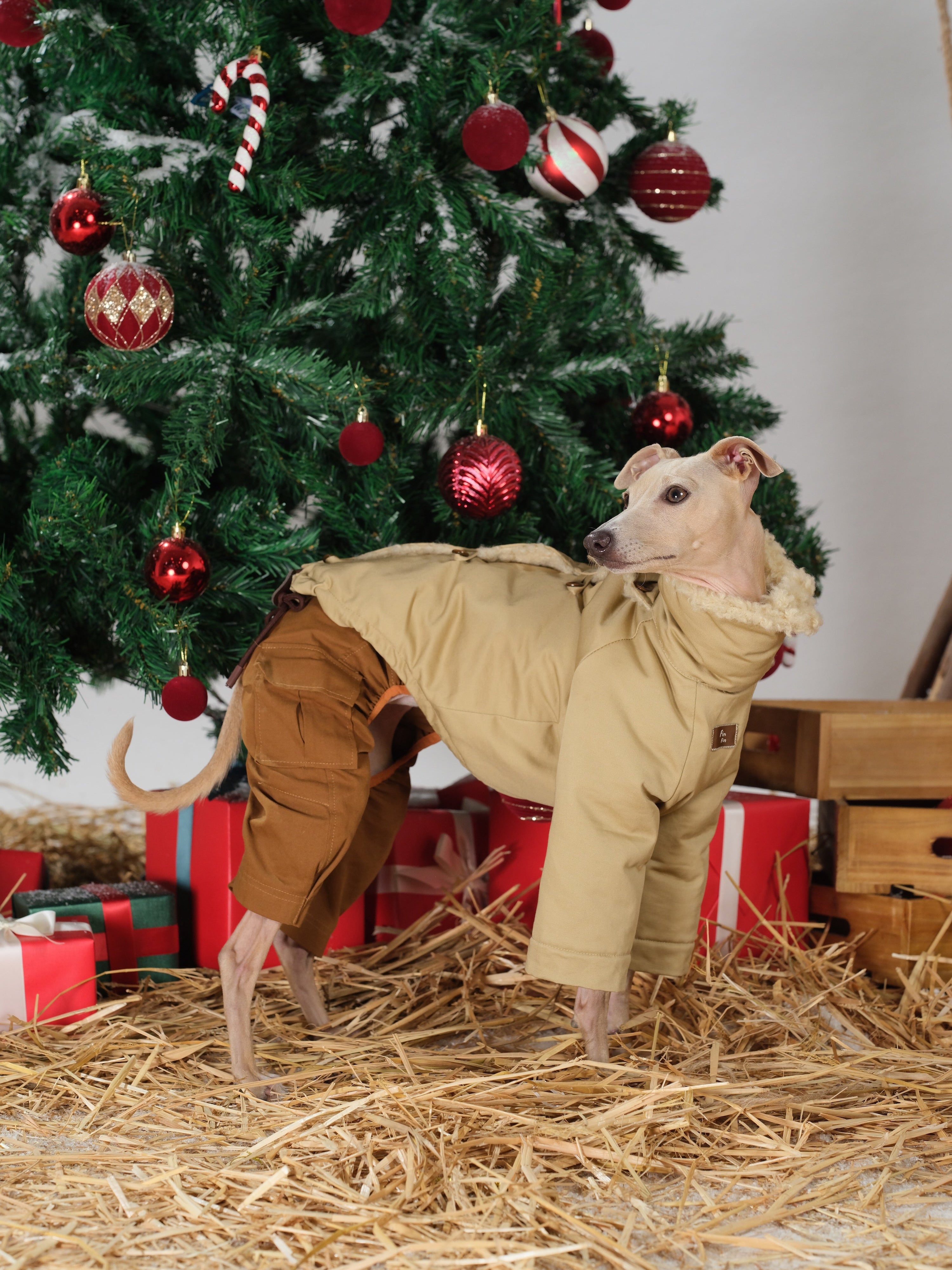 Dog standing on straw flooring wearing the cotton side of a reversible dog winter jacket, showing the full silhouette and tailored fit.