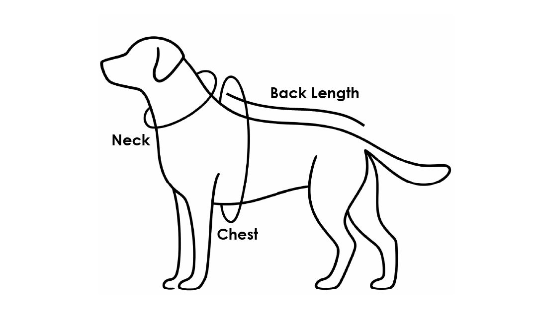 Diagram of a dog with labeled measurements for neck, back length, and chest.