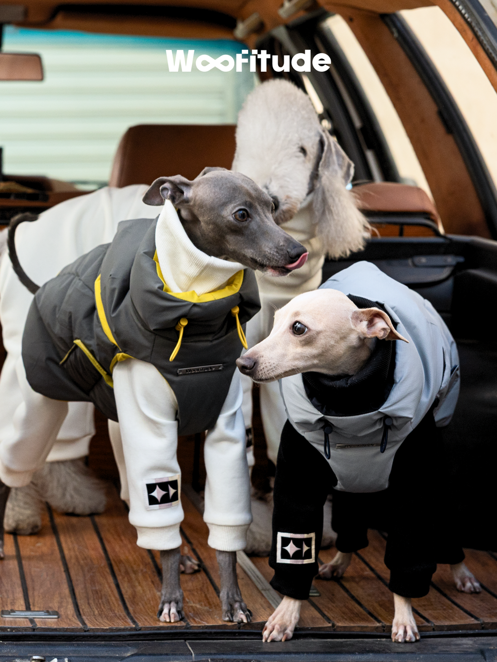 Italian Greyhound wearing Woofitude lightweight dog down vest in grey and yellow, paired with white fleece jumpsuit, sitting inside a car. Stylish and warm winter puffer vest for dogs.