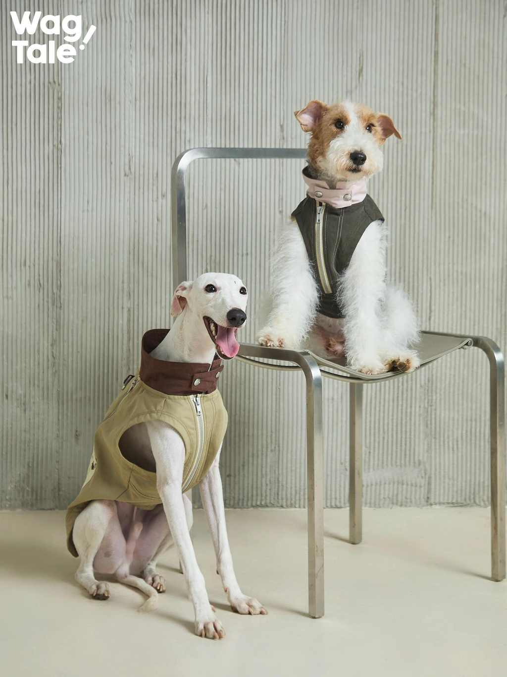 A sighthound and terrier wearing dual-zip utility dog vests with convertible collar styling, photographed in a minimalist studio to showcase the workwear-inspired outdoor design.