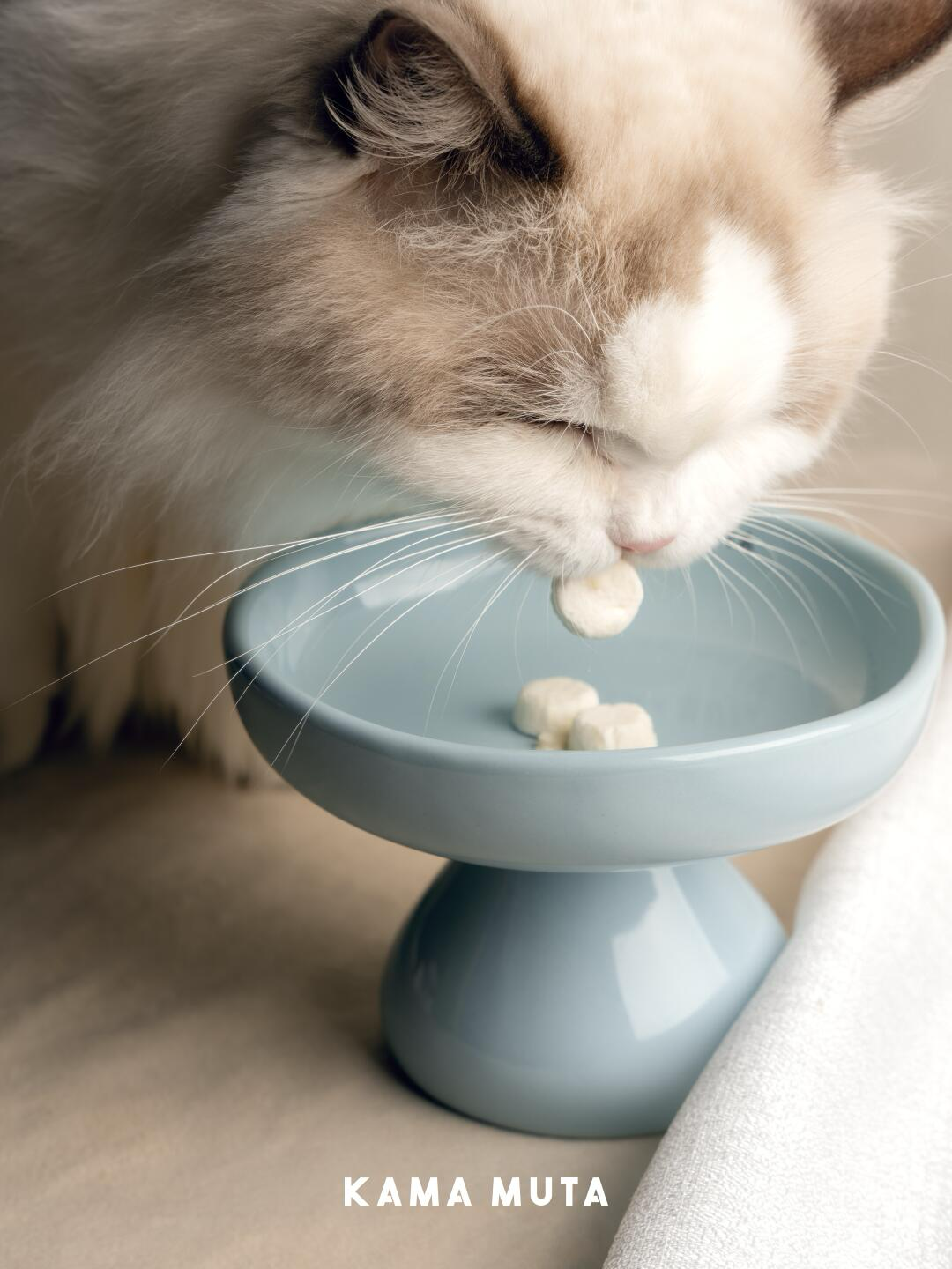 Close-up of a cat eating from an elevated ceramic cat bowl with a wide rim to reduce whisker stress.