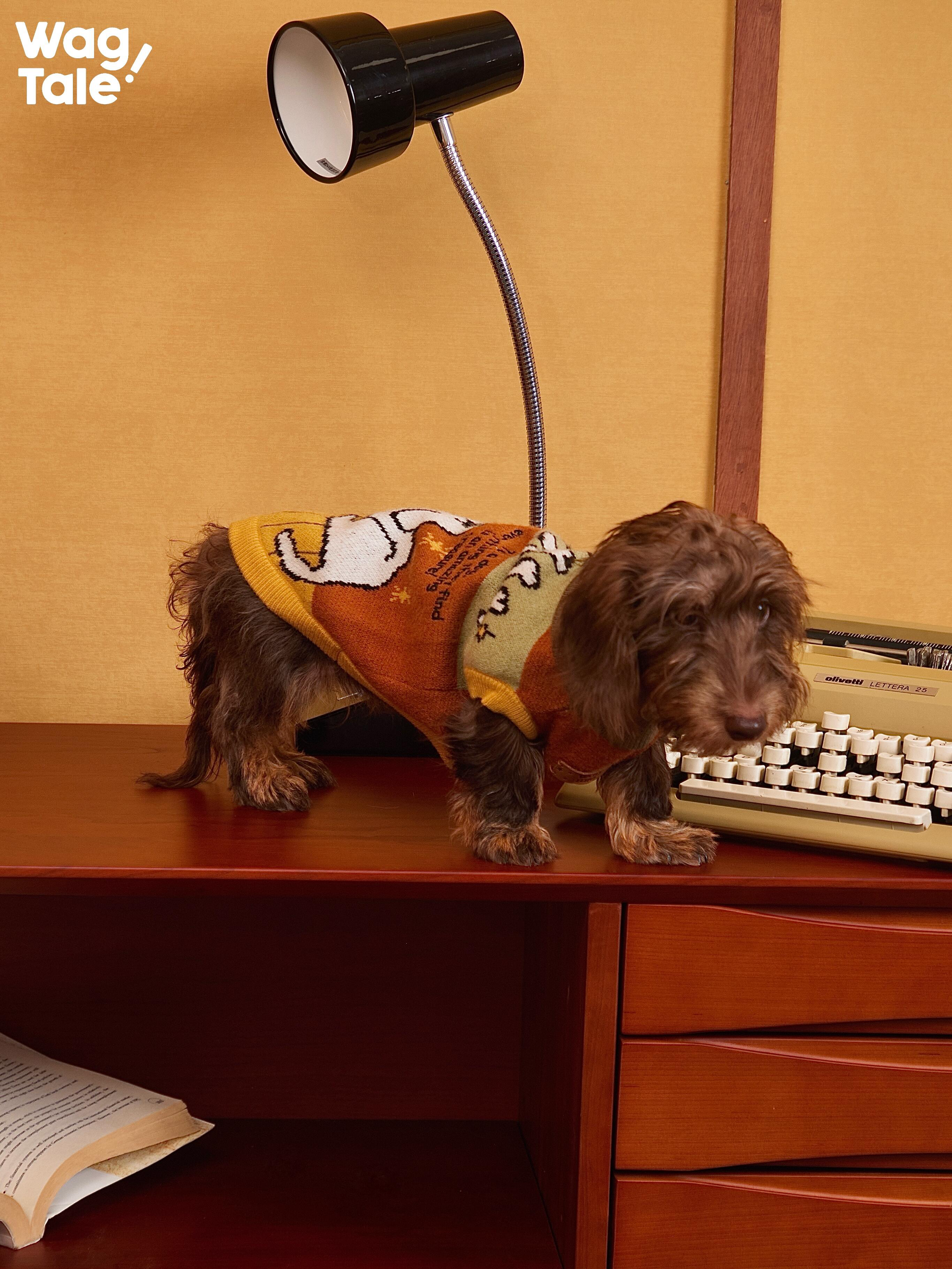 Wirehaired terrier standing on a wooden desk wearing an embroidered knitted dog sweater in vintage orange and green tones, showing graphic knit details and a warm high-neck design.
