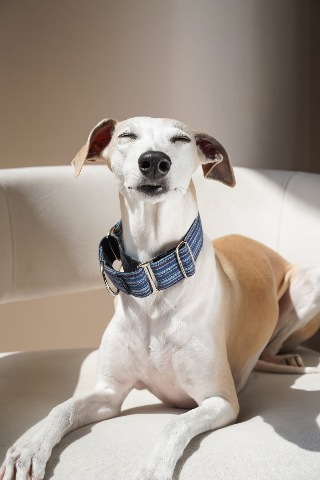 Sighthound resting calmly on a sofa wearing a blue striped martingale dog collar; front view shows a relaxed fit that stays secure without over-tightening.