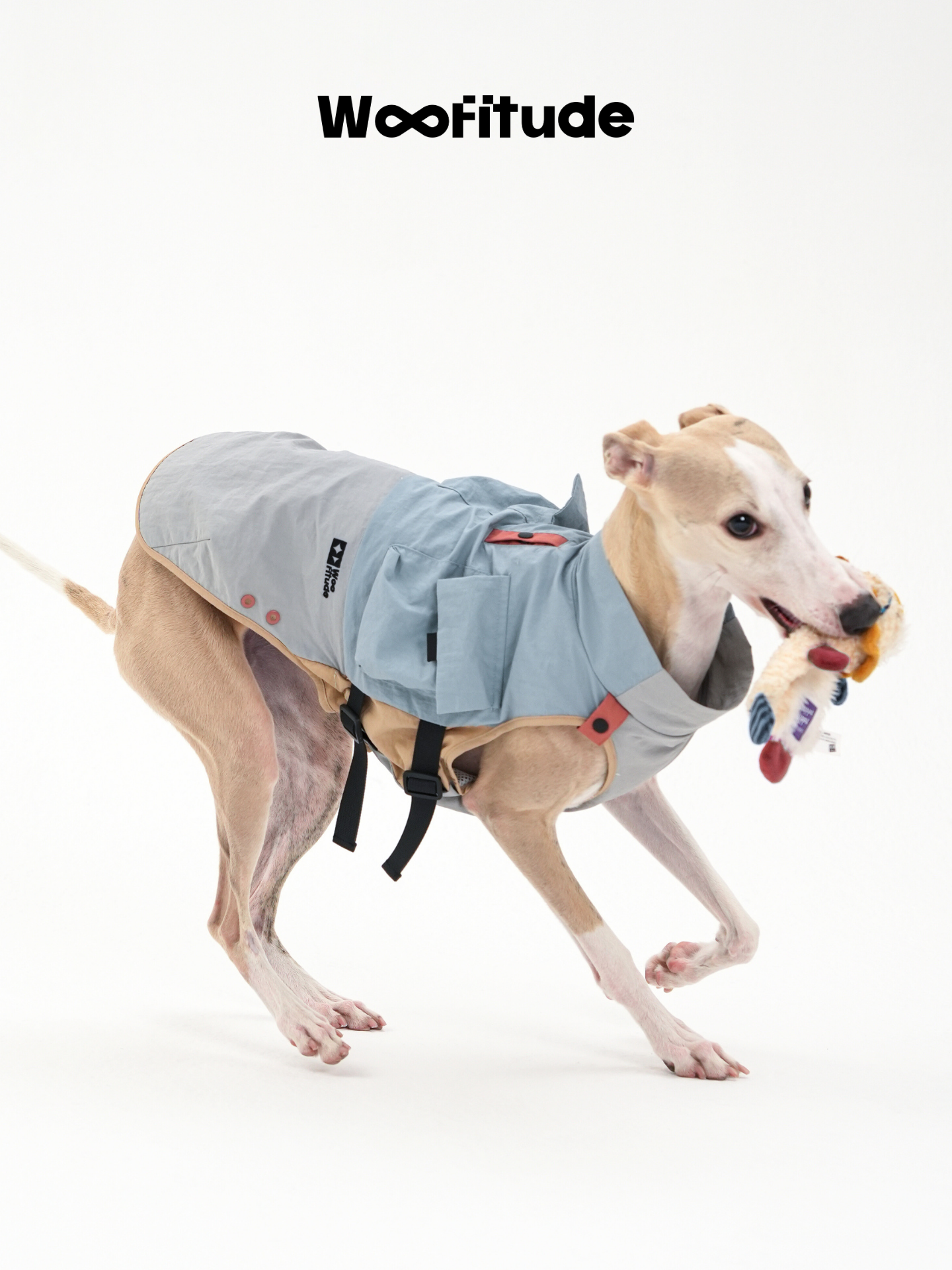 A dog walks forward wearing an everyday dog vest while carrying a toy in its mouth, showing comfort, stability, and freedom of movement