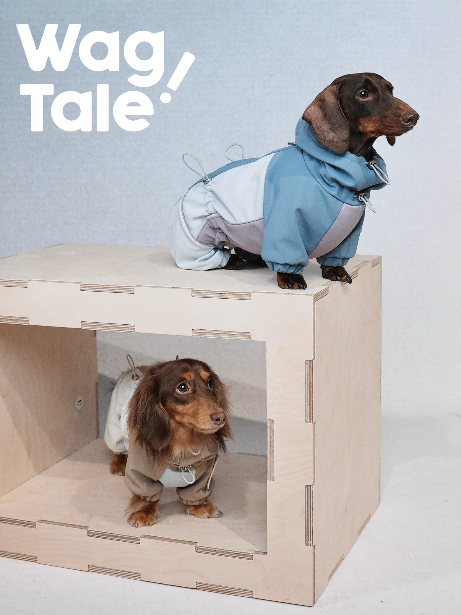 Two dachshunds styled in a studio set wearing four-leg dog jackets, one standing on a wooden box and one inside, highlighting the hooded design and structured outdoor fit.