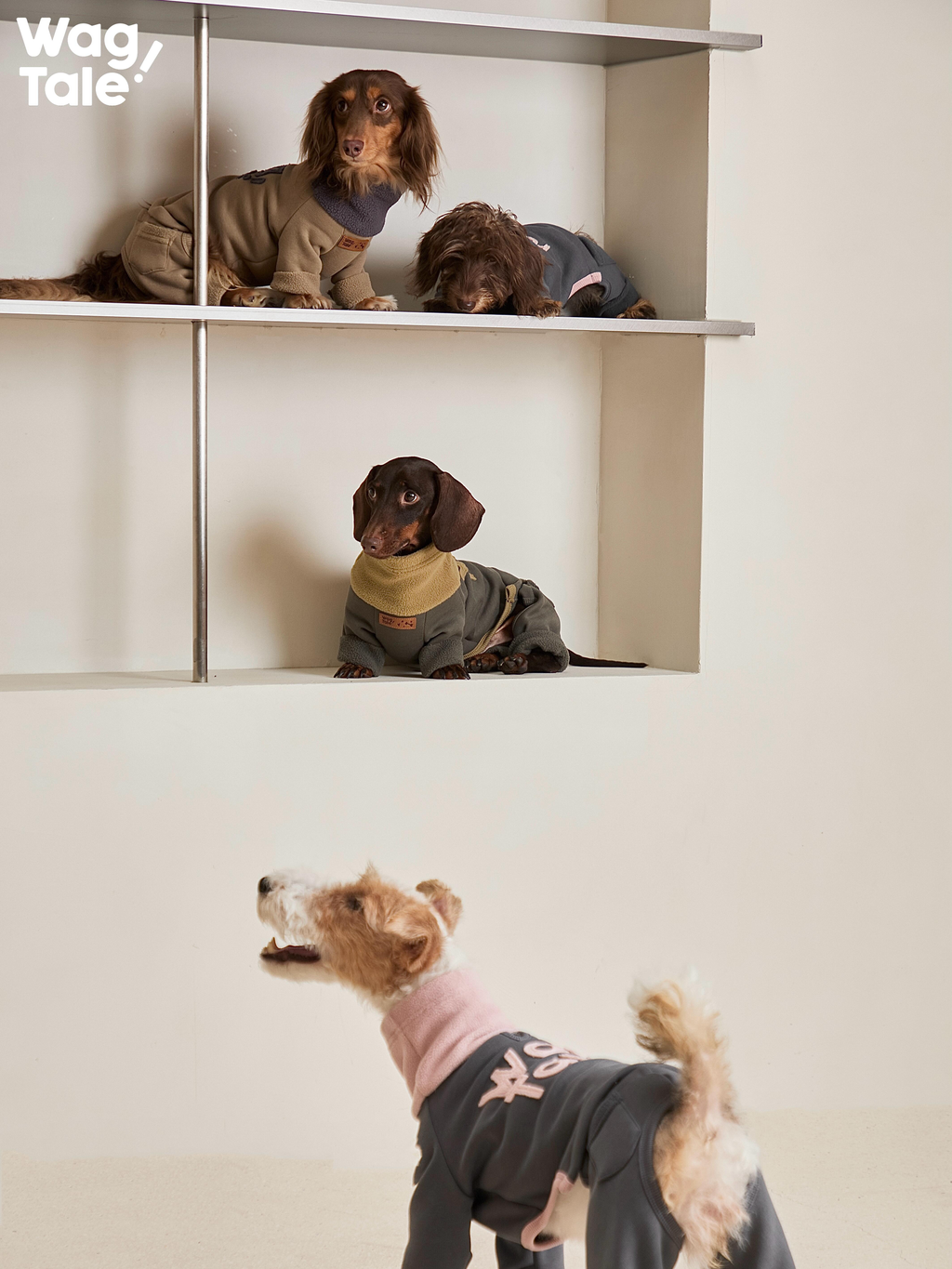 Multiple dogs wearing full-body dog jumpers, demonstrating flexible movement and balanced proportions across different breeds.