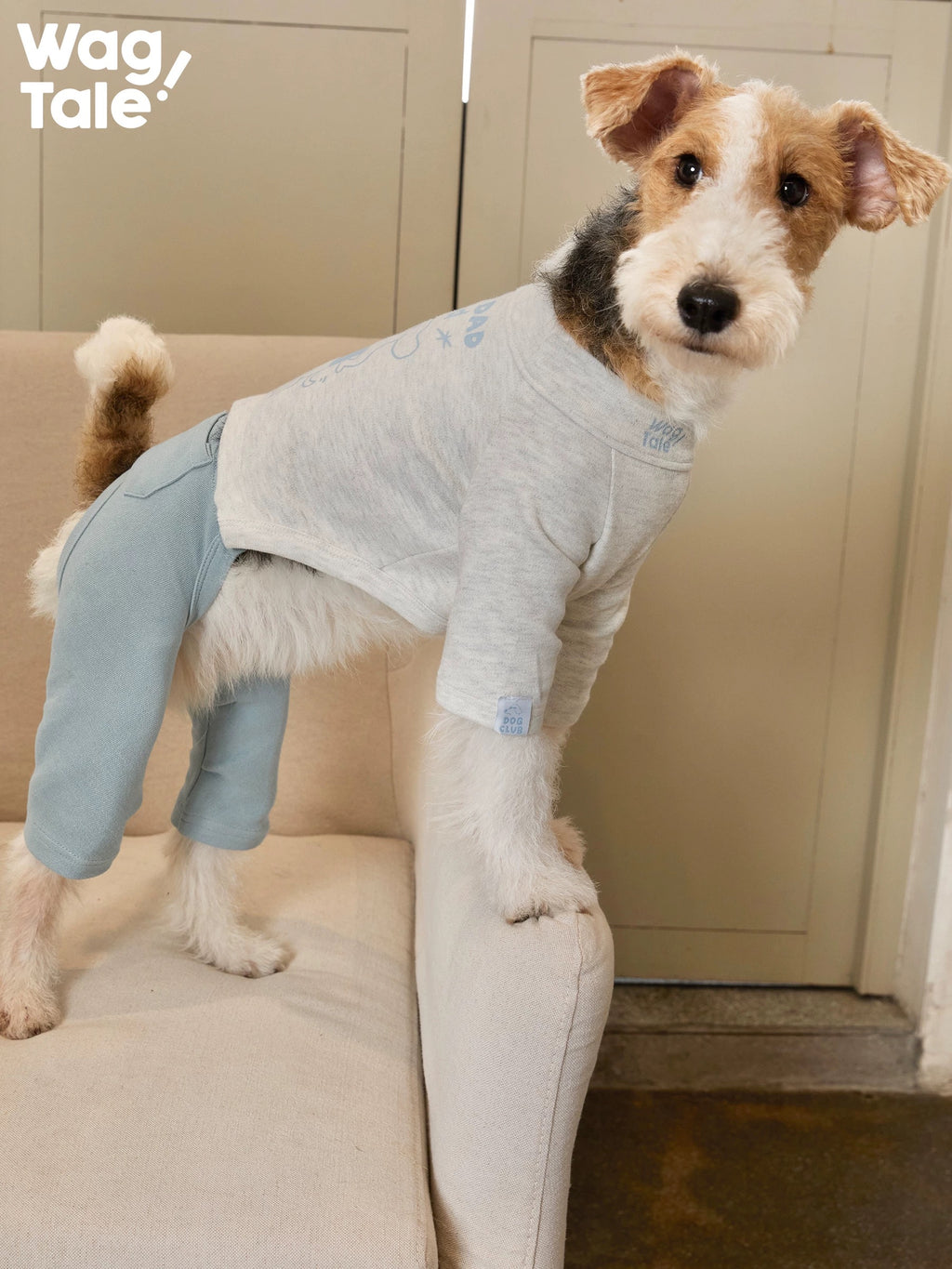 A dog wearing a four-leg dog jumper stands on the arm of a sofa, highlighting the full-body jumper silhouette and casual indoor styling.